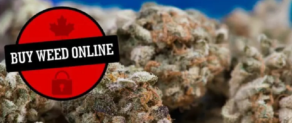 Where to Buy Weed on the Darknet